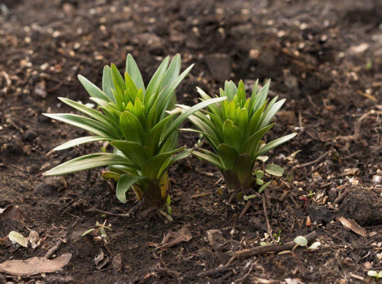 What Kind Of Care Do Lilies Need After Flowering Best Landscape Ideas