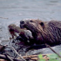 Why Is The Beaver Our Friend