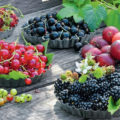 Berry Bushes In The Country: Secrets Of a Good Harvest