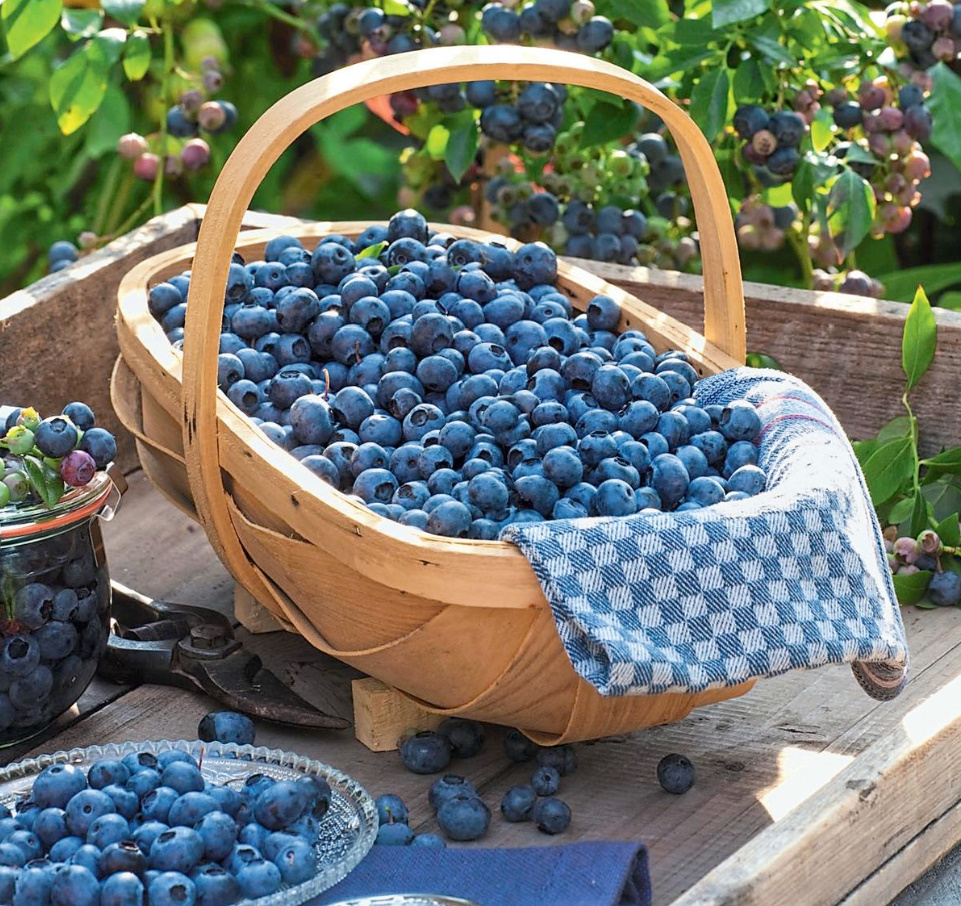 Berry Bushes In The Country: Secrets Of a Good Harvest