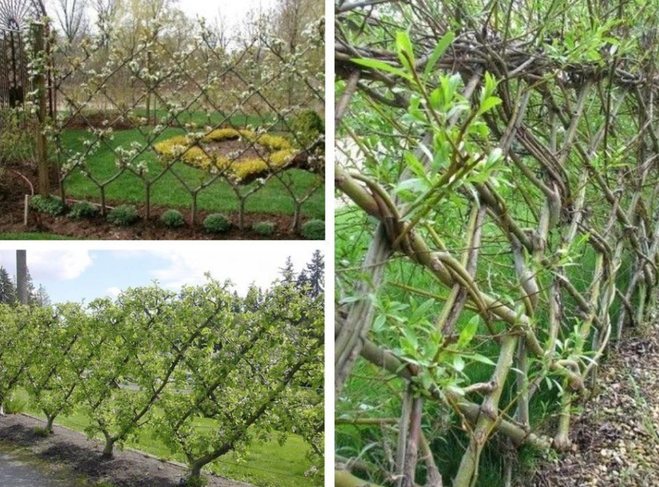 Cheap And Angry: a Designer Fence Made Of Ordinary Branches