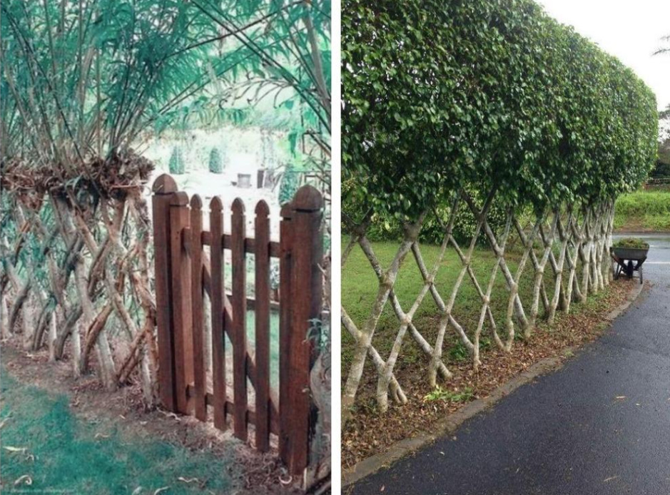 Cheap And Angry: a Designer Fence Made Of Ordinary Branches