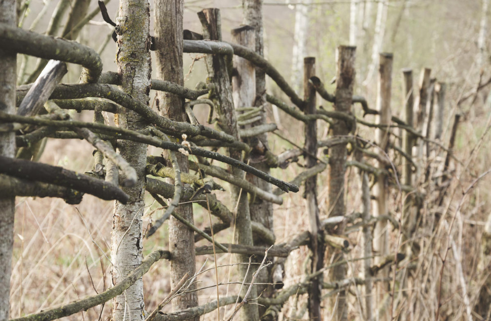 Cheap And Angry: a Designer Fence Made Of Ordinary Branches