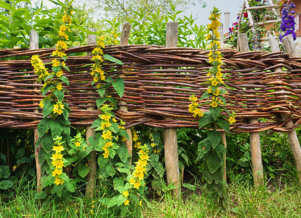 Cheap And Angry: a Designer Fence Made Of Ordinary Branches