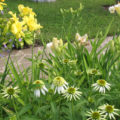 Echinacea In a Flower Garden: Designer’s Tips