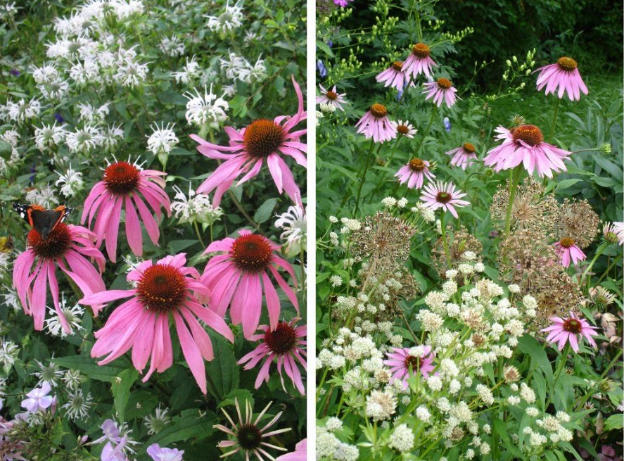 Echinacea In a Flower Garden: Designer's Tips