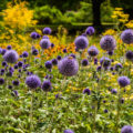 Echinops: The Most Beautiful Varieties, Secrets Of Planting And Reproduction