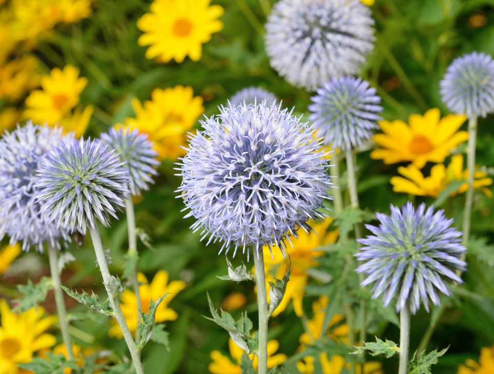 Echinops: The Most Beautiful Varieties, Secrets Of Planting And Reproduction