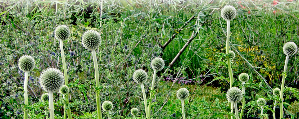 Echinops: The Most Beautiful Varieties, Secrets Of Planting And Reproduction