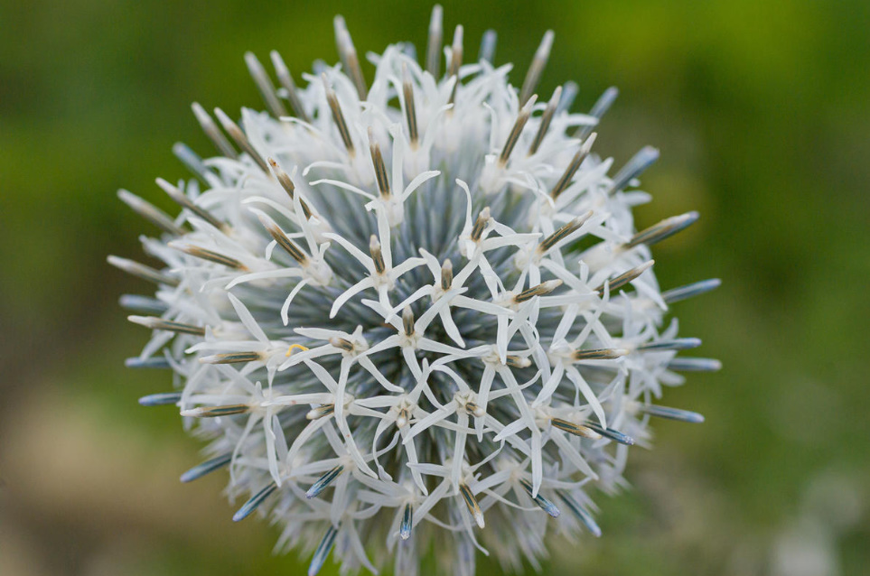 Echinops: The Most Beautiful Varieties, Secrets Of Planting And Reproduction