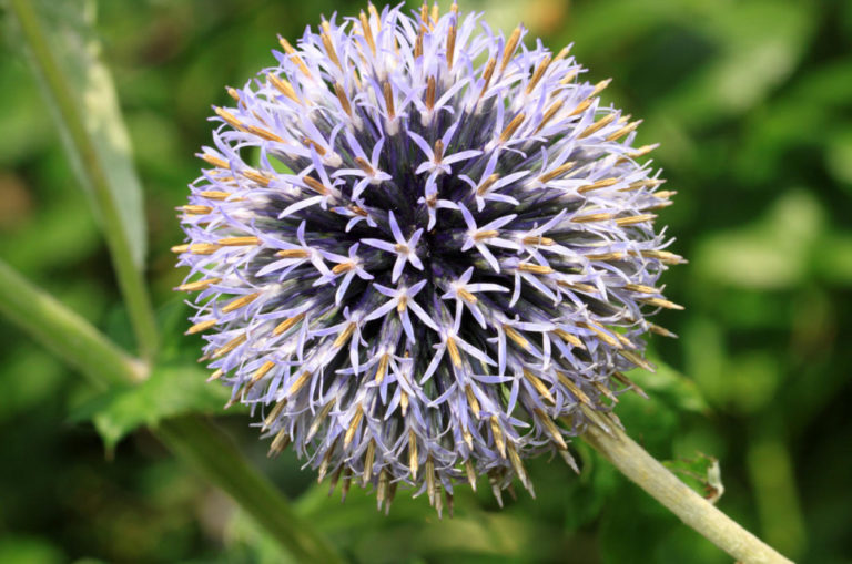 Echinops: The Most Beautiful Varieties, Secrets Of Planting And 