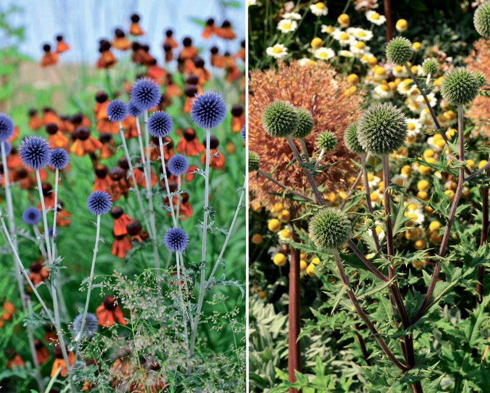 Echinops: The Most Beautiful Varieties, Secrets Of Planting And Reproduction