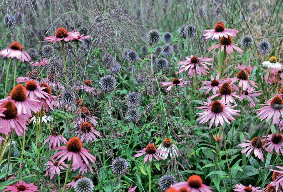 Echinops: The Most Beautiful Varieties, Secrets Of Planting And Reproduction