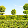 How To Cut a Thuja: Rules And Form Options