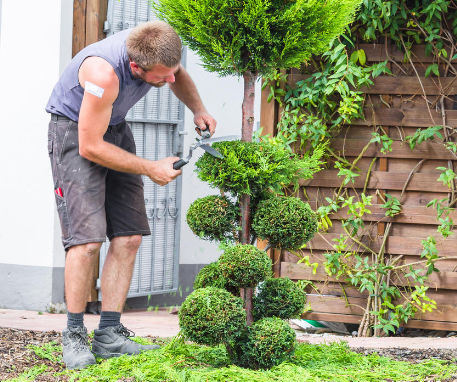How To Cut a Thuja: Rules And Form Options