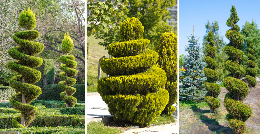 How To Cut a Thuja: Rules And Form Options