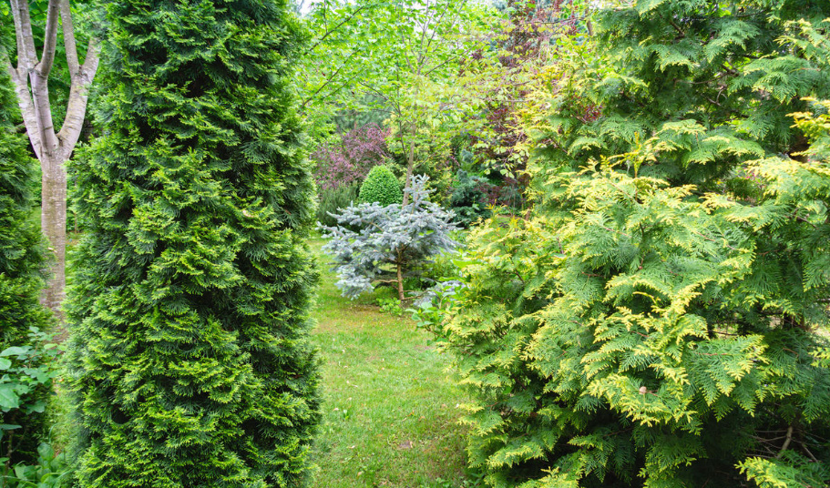 How To Cut a Thuja: Rules And Form Options