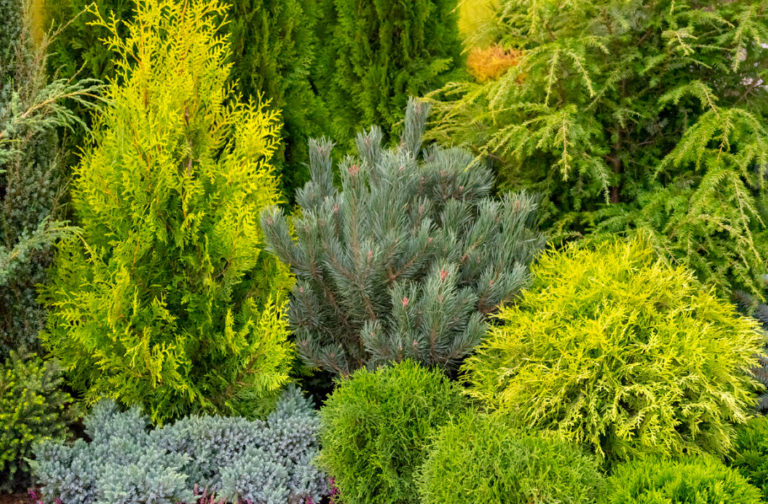 How To Cut a Thuja: Rules And Form Options - Best Landscape Ideas