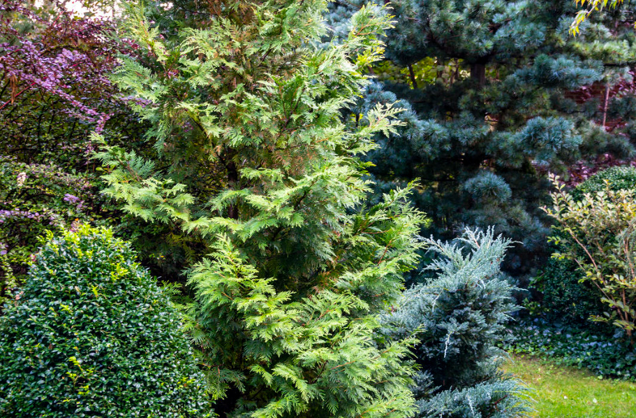 How To Cut a Thuja: Rules And Form Options