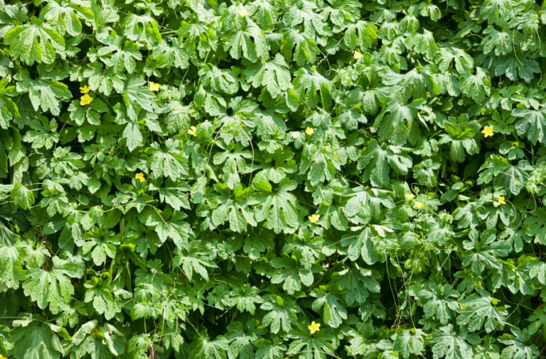 How To Grow Momordica Sowing, Planting And Caring For Exotic Vines