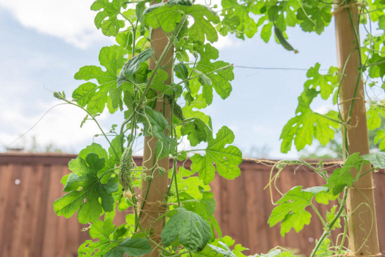 How To Grow Momordica Sowing, Planting And Caring For Exotic Vines