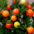 How To Grow Decorative Nightshade