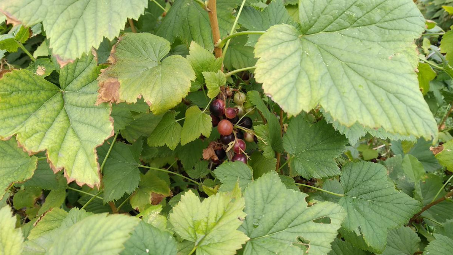 How To Prune An Old Blackcurrant Bush To Rejuvenate It