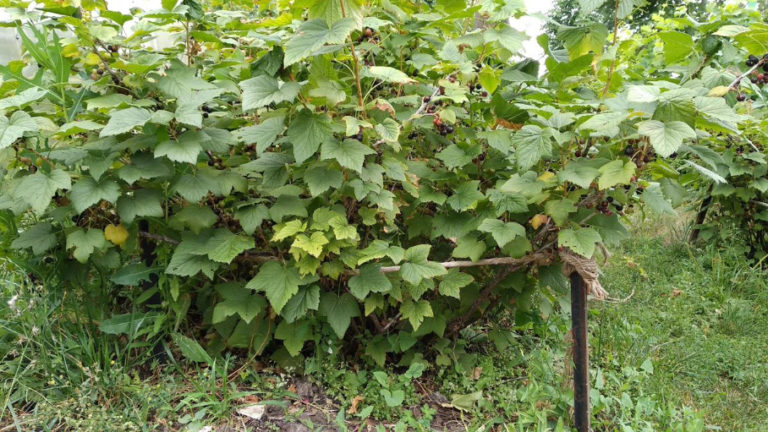 how-to-prune-an-old-blackcurrant-bush-to-rejuvenate-it-best-landscape