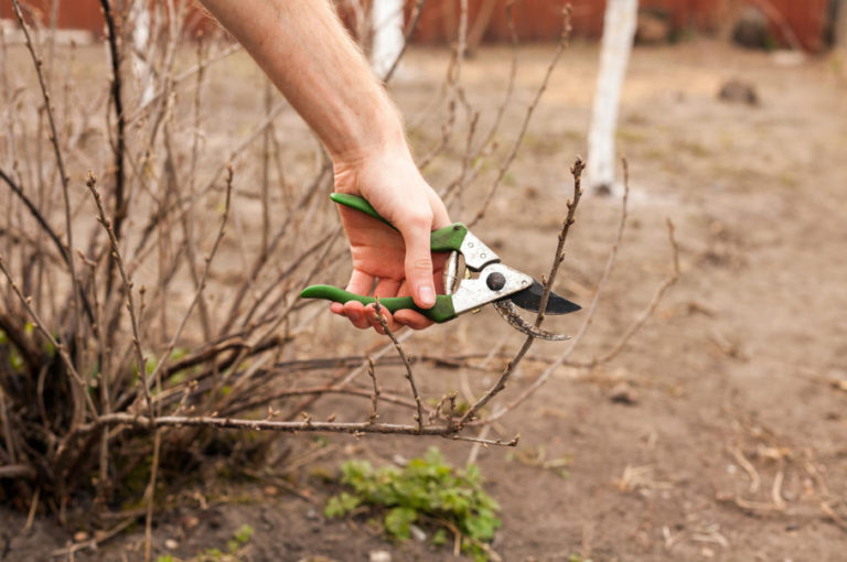 how-to-prune-an-old-blackcurrant-bush-to-rejuvenate-it-best-landscape