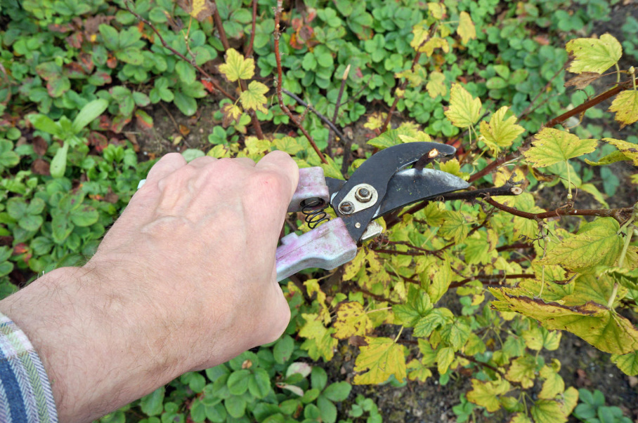 How To Prune An Old Blackcurrant Bush To Rejuvenate It