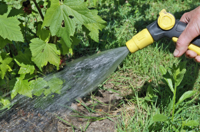 How To Prune An Old Blackcurrant Bush