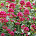 Long-Flowering Perennials For Flower Beds In The Sun And In The Shade