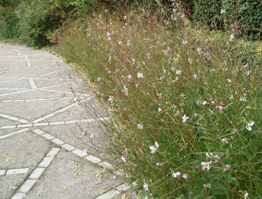 Long-Flowering Perennials For Flower Beds In The Sun And In The Shade