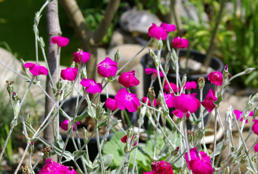 Long-Flowering Perennials For Flower Beds In The Sun And In The Shade