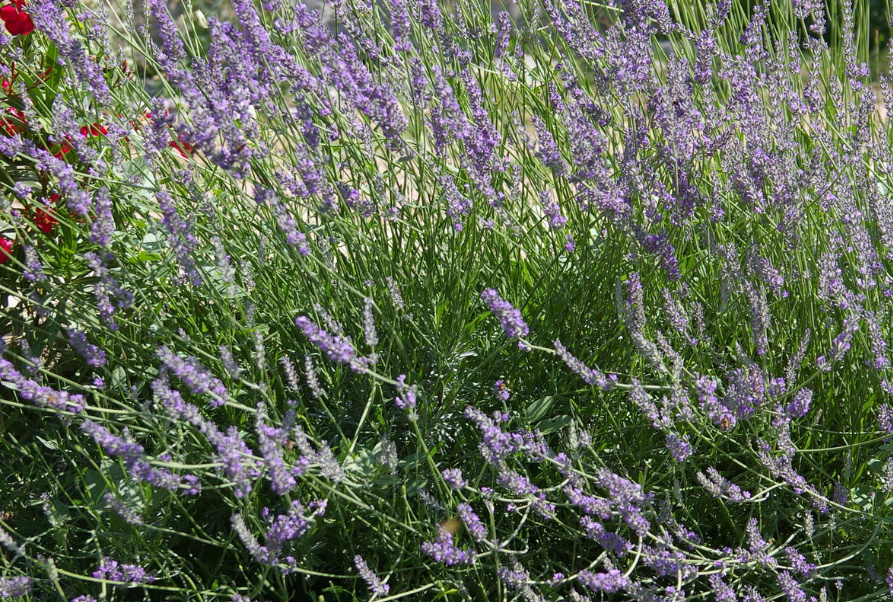 Long-Flowering Perennials For Flower Beds In The Sun And In The Shade