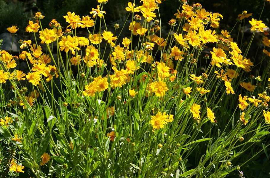 Long-Flowering Perennials For Flower Beds In The Sun And In The Shade