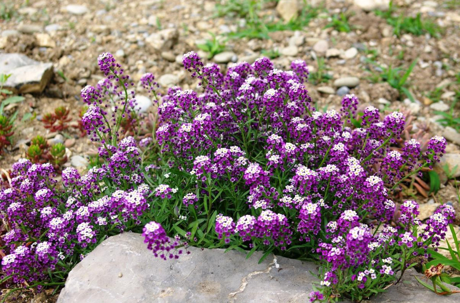 Long-Flowering Perennials For Flower Beds In The Sun And In The Shade