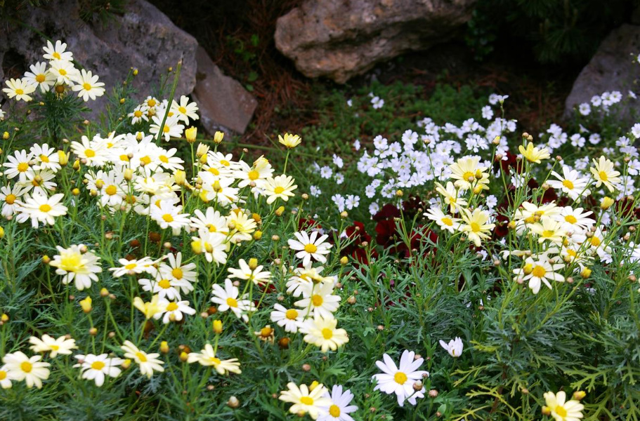 Long-Flowering Perennials For Flower Beds In The Sun And In The Shade