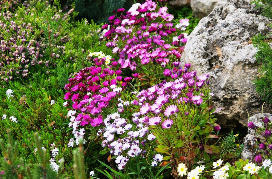 Long-Flowering Perennials For Flower Beds In The Sun And In The Shade