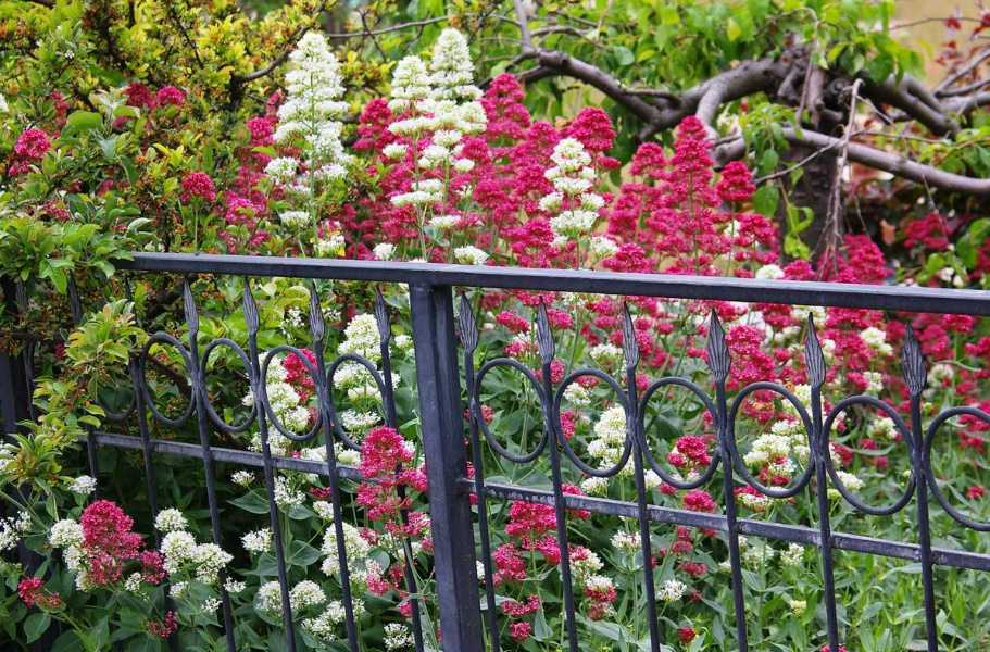 Long-Flowering Perennials For Flower Beds In The Sun And In The Shade