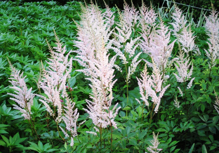 Long-Flowering Perennials For Flower Beds In The Sun And In The Shade