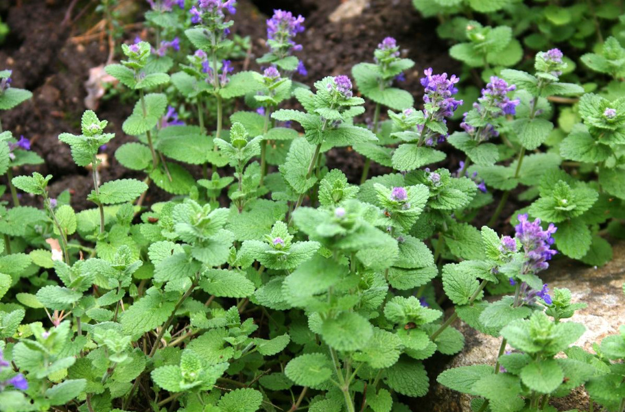 Long-Flowering Perennials For Flower Beds In The Sun And In The Shade