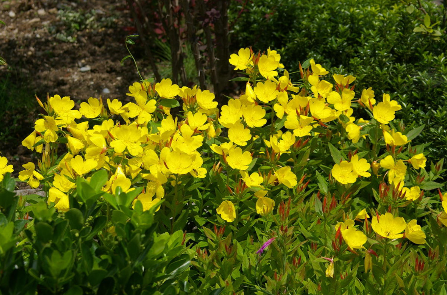 Long-Flowering Perennials For Flower Beds In The Sun And In The Shade