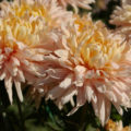 Perennial Flowers That Are Best Propagated Vegetatively