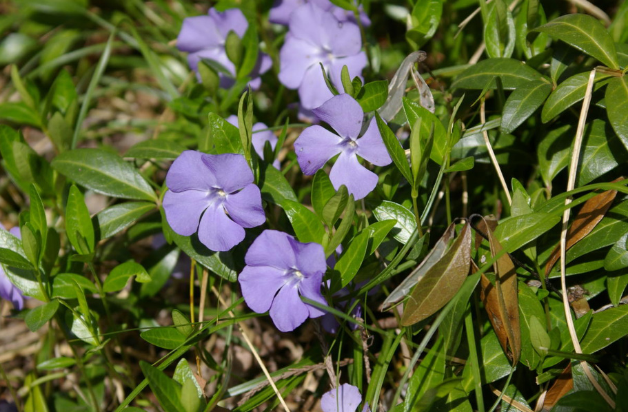 Perennial Flowers That Are Best Propagated Vegetatively