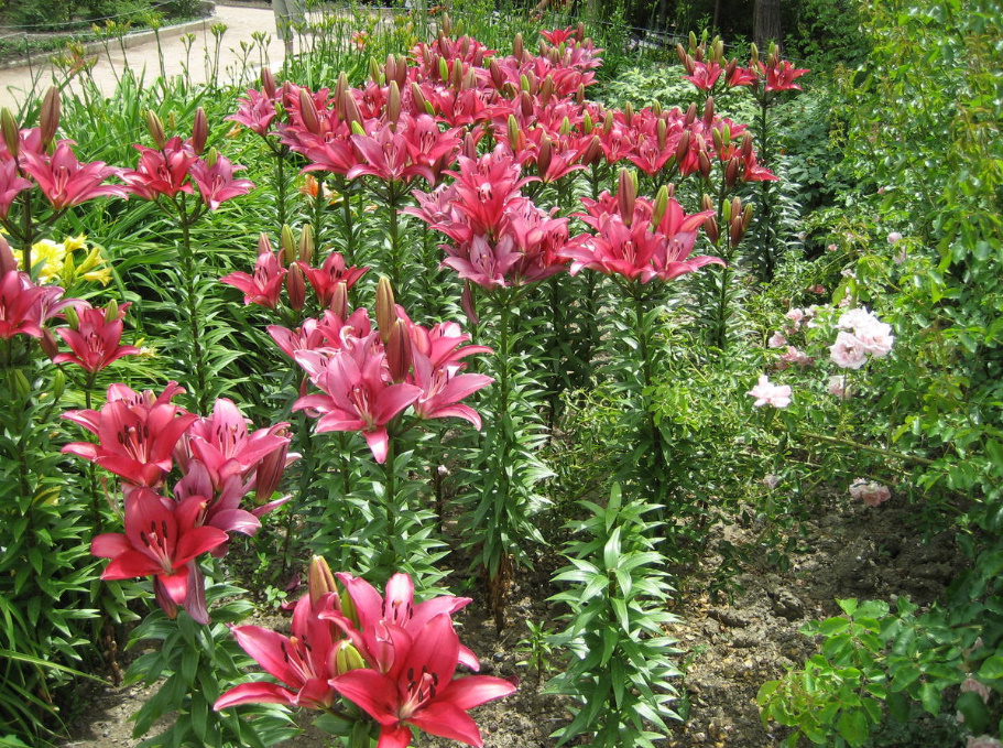 Perennial Flowers That Are Best Propagated Vegetatively