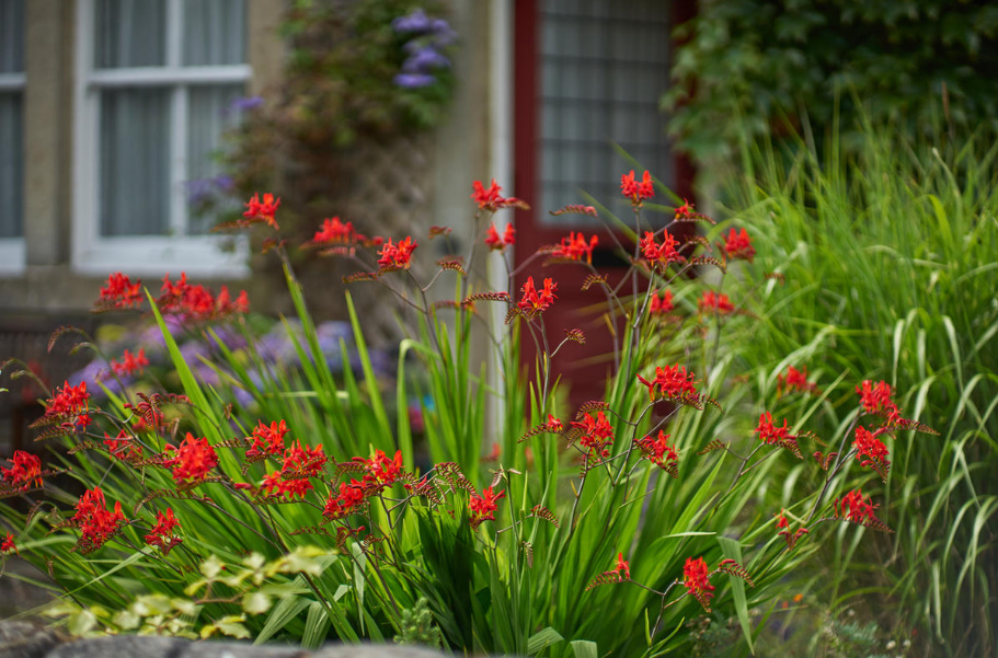 Perennial Flowers That Are Best Propagated Vegetatively