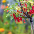 Stem Currant: How To Grow It Properly