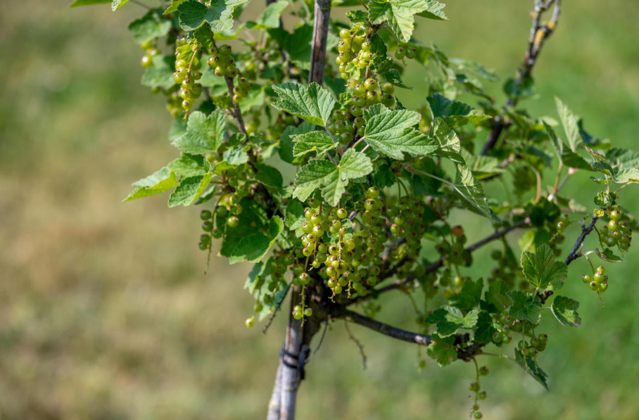 Stem Currant: How To Grow It Properly