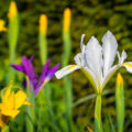Unpretentious Iris Spuria: Care And Types